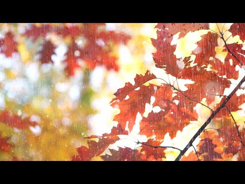 Danbi Sweet Rain A Collection Of Relaxing Piano Music For Autumn Rainy Days 