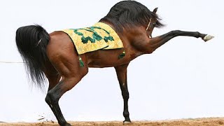 purebred Arabian horse | The legend Marwan Al Shaqab | most beautiful purebred Arabian horses  |