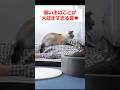 朝、飼い主にベッタリな甘えん坊猫がかわいすぎる