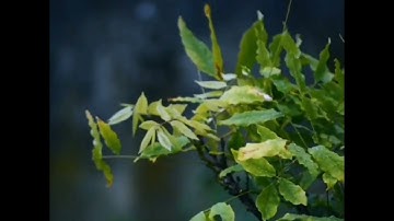 سورة القيامة بصوت الشيخ عبدالباسط عبدالصمد رحمه الله بدون اعلانات