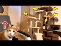 一人でも平気な猫の貫禄がスゴすぎた【保護猫】