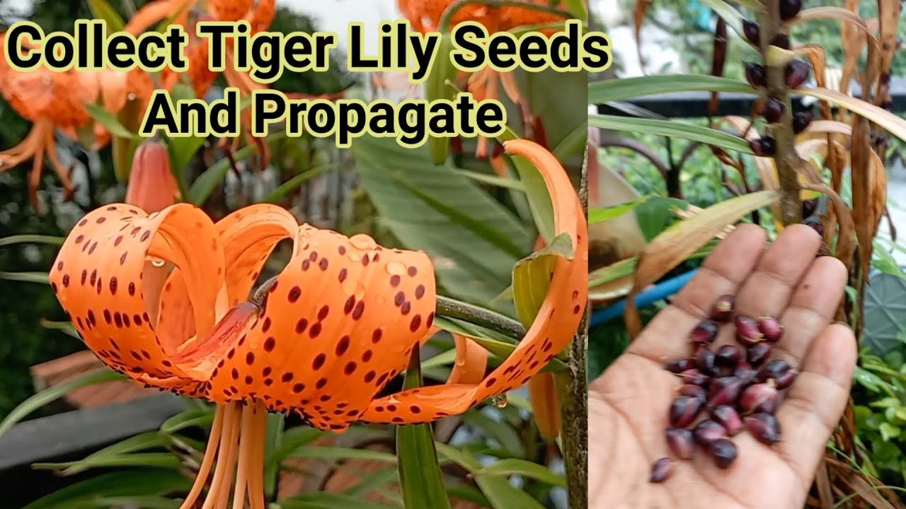 How to collect tiger lily seeds/propagate tiger lilies from seeds ||