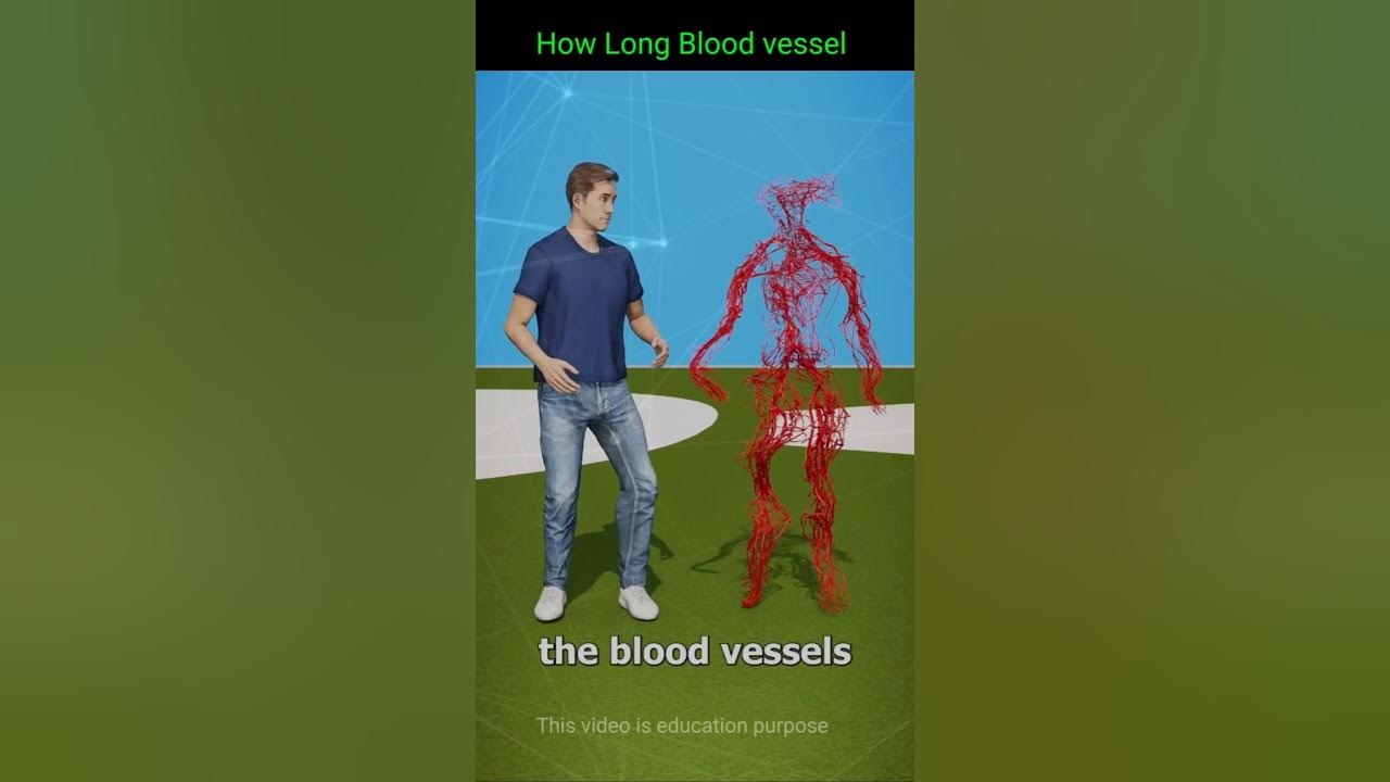 how-long-blood-vessels-shorts