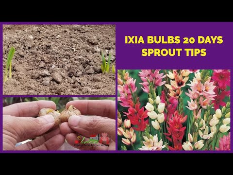 วีดีโอ: Turquoise Ixia Bulbs - วิธีการปลูกพืช Ixia Viridiflora ในสวน