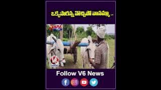 Farmers Prayer God For Rain  Monsoon Effect | V6 Teenmaar