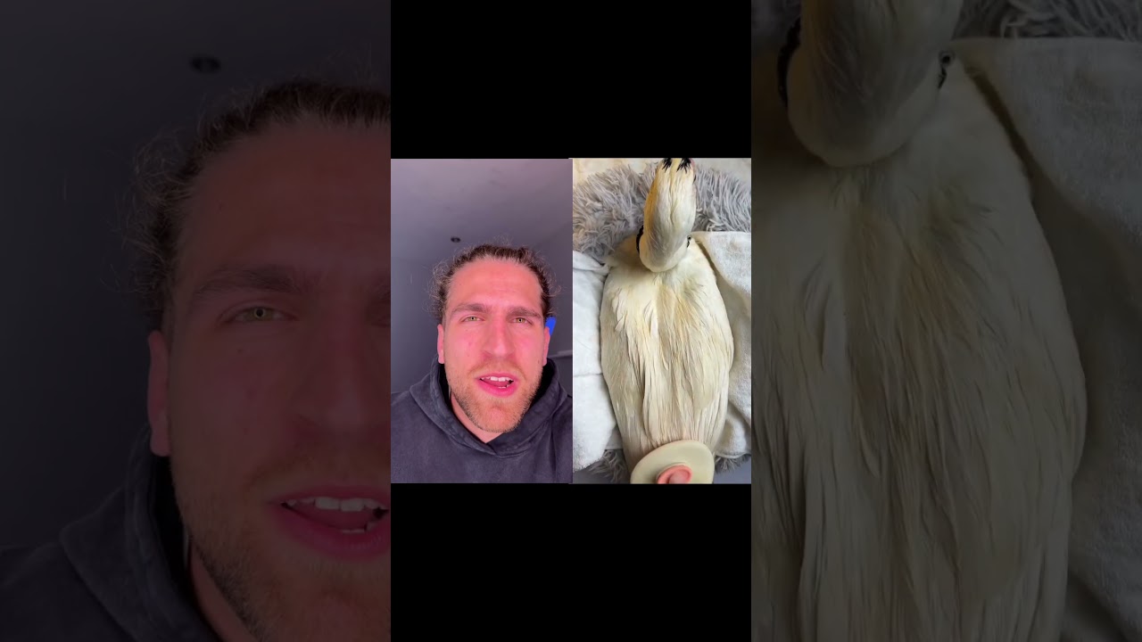 DONALD "EL SABROSO" DUCK 😎​🦆​​​​​​​​​​​​ Os contesto por insta: valmaseda