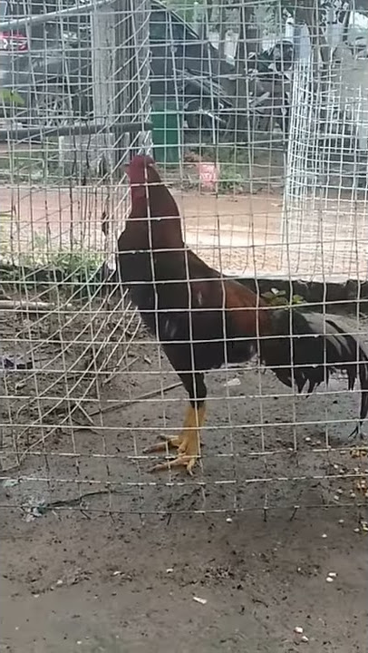 Kokok ayam bangkok asli n TErbaik