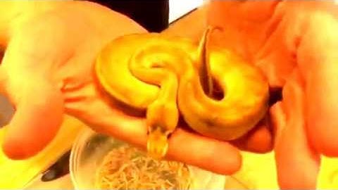 Unboxing ball pythons from Dynasty Reptiles  part 2