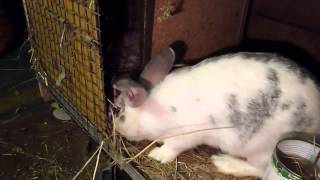 Первый окрол молодых самок кролика(, 2014-04-14T18:53:11.000Z)