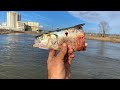 River Fishing w/ CHUNKS of MEAT for WHATEVER BITES! Catch and Cook Crappie vs Catfish vs Striper!