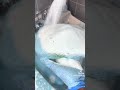 powder ajax bombs 🧼🤤 #asmr #asmrsounds #cleantok #suds #spongeactivity #oddlysatisfying #smellgood