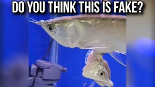 This Fish Has a Parasitic Twin...