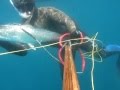 Подводная охота в Средиземном море - фишдансер, испанская макрель