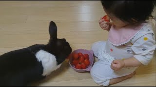 A corner of the house with too many crowds for eating a strawberry by 댕냥깽의 꼬마집사 5,173 views 3 years ago 6 minutes, 40 seconds