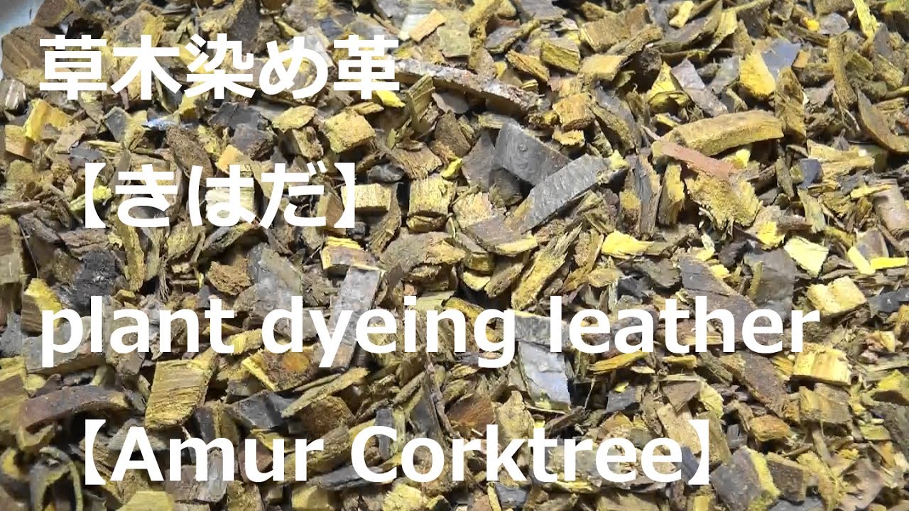 草木染め革【きはだ】ができるまで＿ How to make plant dyeing
