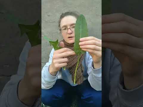 Video: Usos de la acedera: qué hacer con las hierbas acedera