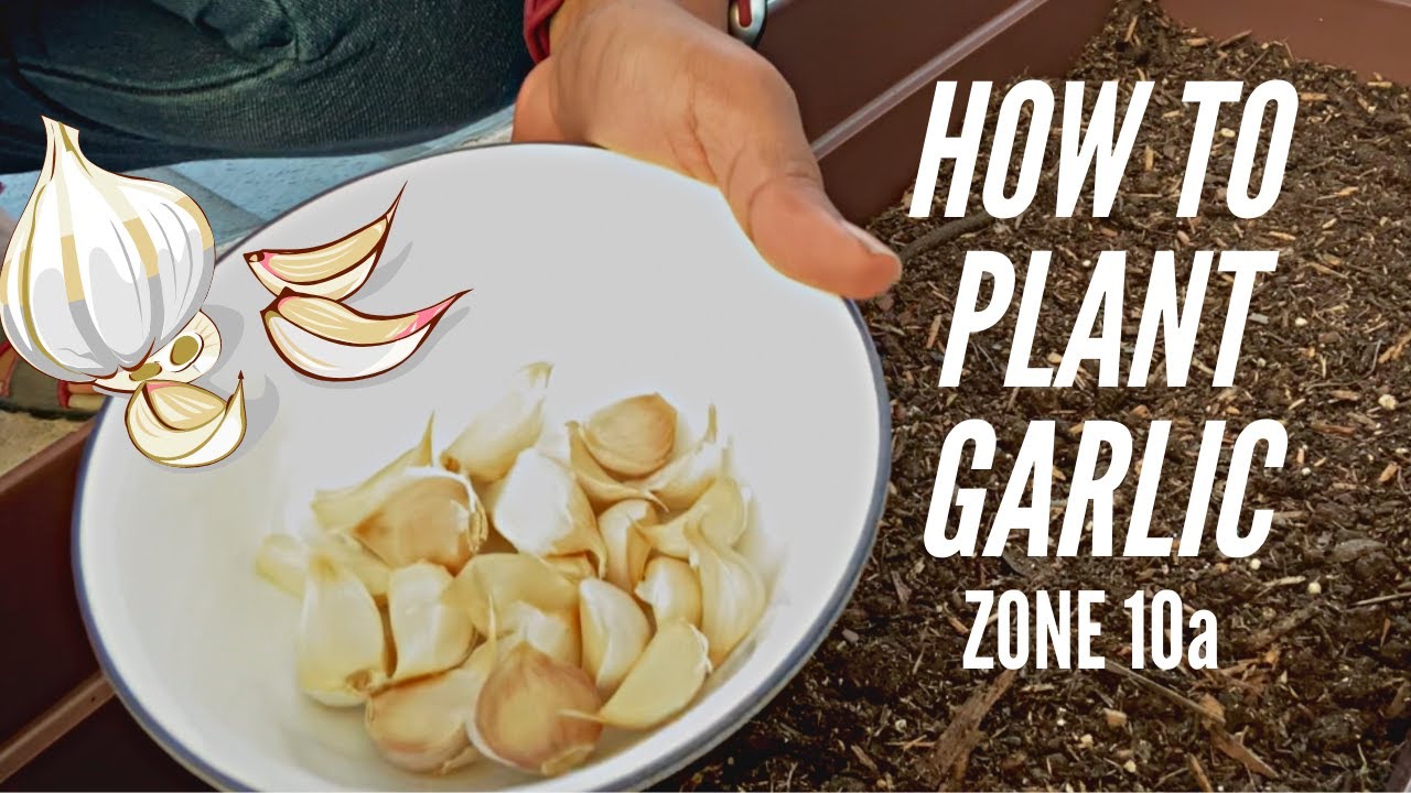How to plant garlic Zone 10a California Bay area YouTube