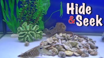 Octopus and Cuttlefish Play Hide and Seek