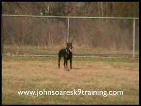 John Soares and Wyatt obedience