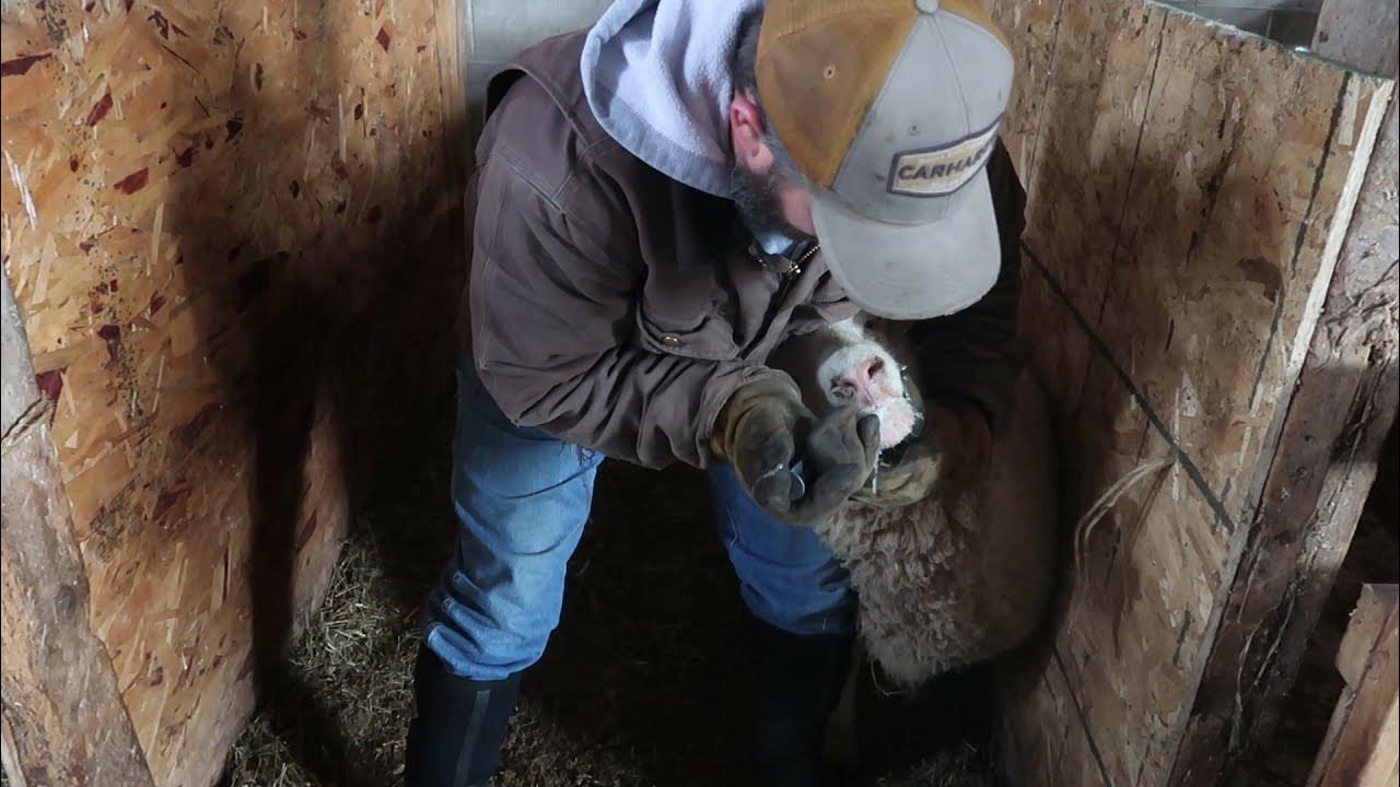 Sick Sheep foaming at mouth, Listeriosis? YouTube