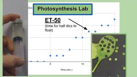 AP Bio Photosynthesis Lab- How to set up and analyze the floating leaf disc lab
