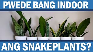 Pwede Bang Indoor ang Snakeplants? Sansevieira Inside Family Room. With Care Tips and Best Practices
