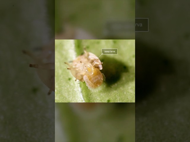 Watch Out For These Wasps | #DeepLook #Shorts #wasp