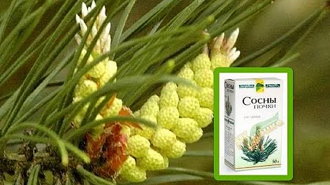 Чем полезны сосновые почки. Как заваривать сосновые почки. Рецепты