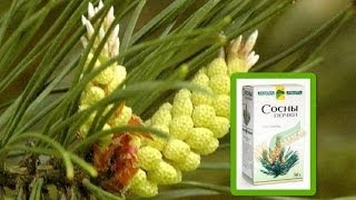 Чем полезны сосновые почки. Как заваривать сосновые почки. Рецепты Чем полезны сосновые почки. Как заваривать сосновые почки. Рецепты
