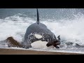 Бесшумные морские охотники - КОСАТКИ В ДЕЛЕ! Косатки против тюленей, дельфинов, акул и даже китов!