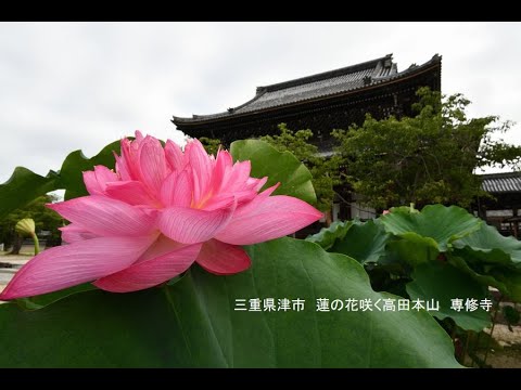 三重県津市 蓮の花咲く高田本山 専修寺 写真紀行 2025 - YouTube