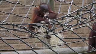 Baby Bornean Orangutan Playing With Straw Super Cute And Funny
