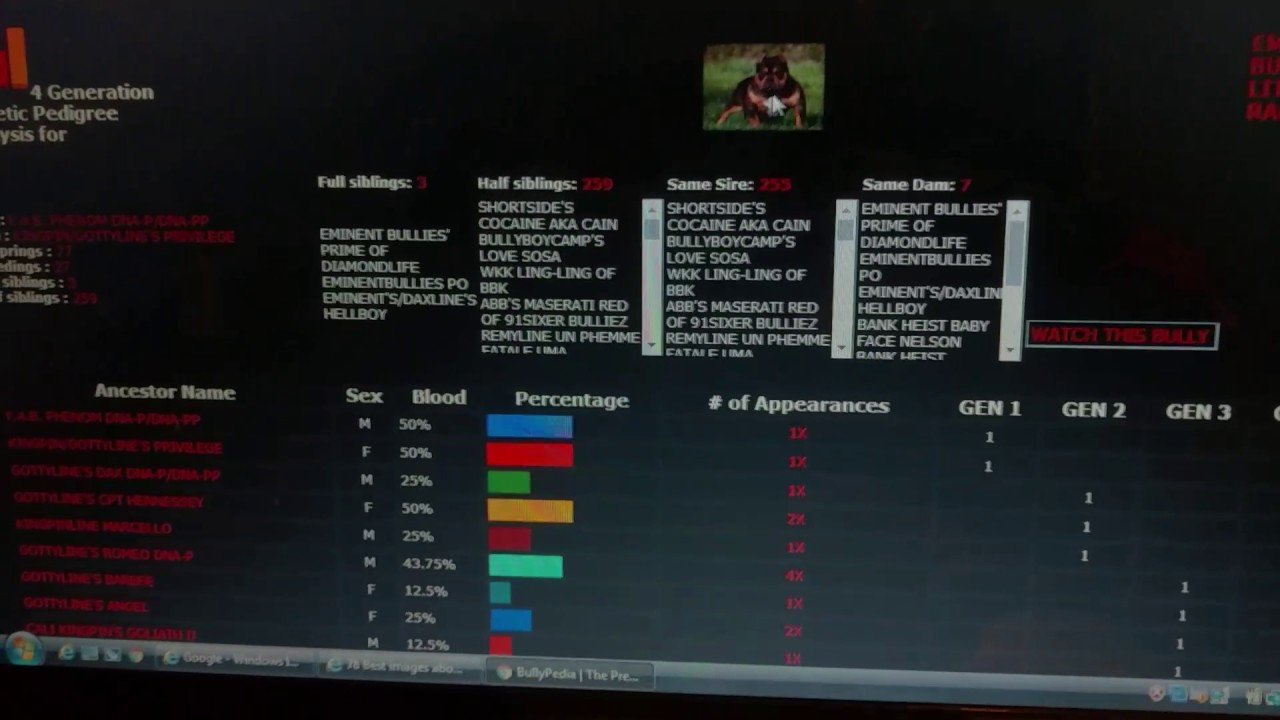 american bully pedigree