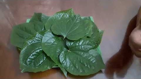 Tác dụng của lá lốt bạn nên biết!