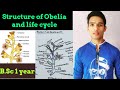 Structure of Obelia