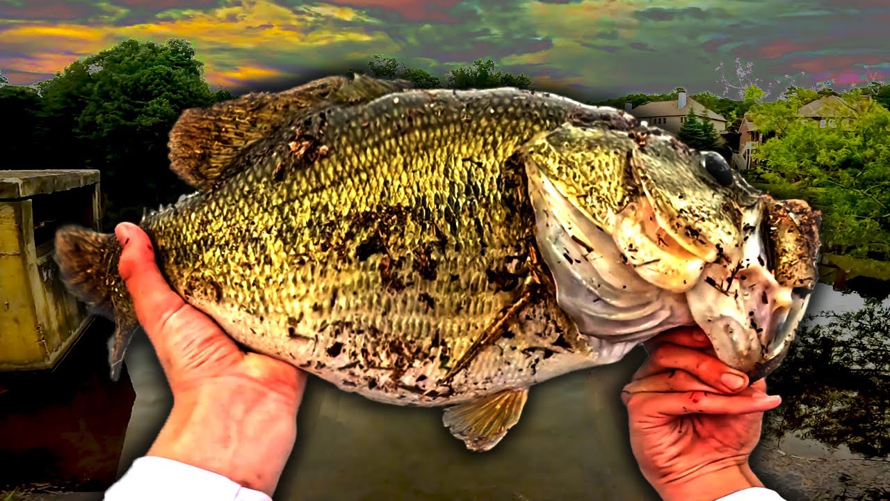 BIGGEST BASS OF MY LIFE In a SMALL POND! (NEW PB)