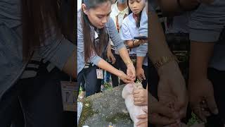 Pig Castration Animal Science 123 Final Requirement