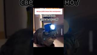 #videlvsyo Прикол с котом #мем #тренды #рекомендации #2024 #приколы #жизнь