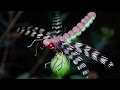 Adult drafonfly - realistic imitation fly tying instructions by Ruben Martin