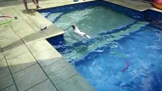 Jack Russell - Jock jumping in pool