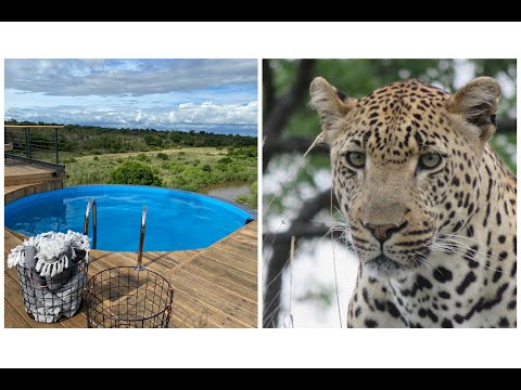 Video: Kruger Shalati Lodge Se Află Deasupra Unui Pod De Trenuri Africane