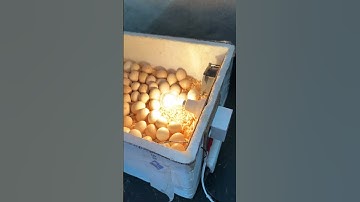 Homemade Styrofoam Egg Incubator