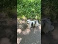 Walking with Lilly in the beautiful nature 🌿🌳🦋🩷🌈💚🌷🙏