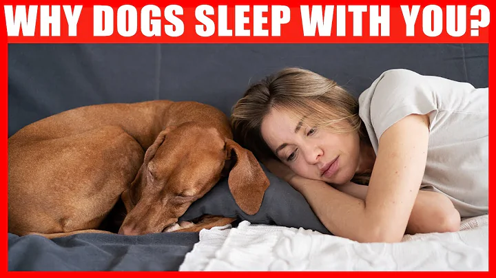 Why Does Your Dog Sleep With You? 7 Reasons You'll Love - DayDayNews