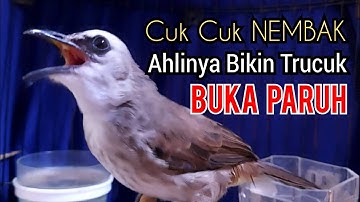 Trucukan Gacor dor Cuk cuk keras TAJAM ahlinya jadi pancingan trucukan agar bunyi GACOR BUKA PARUH