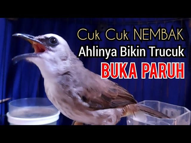 Trucukan Gacor dor Cuk cuk keras TAJAM ahlinya jadi pancingan trucukan agar bunyi GACOR BUKA PARUH class=