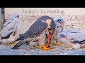 #69🦅🐥25°🐥25°🐥25°🐥25°/San Jose City Hall Falcon Nest 2026/Hartley💗Monty/City of San Joes