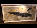 Green River Fish Fossils