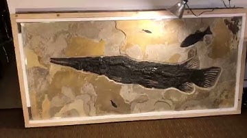 Green River Fish Fossils