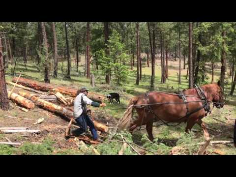 Wine Down Ranch logging with Bob's Suffolk Punch horse